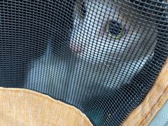 -创凡宠物医院·骨专科  猫科中心(西乡分院)