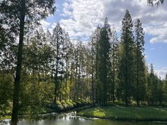 -黄海国家森林公园