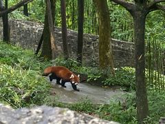 -都江堰中华大熊猫苑