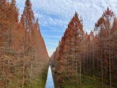 -黄海国家森林公园