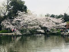 -西湖外事游船(花港观鱼码头)