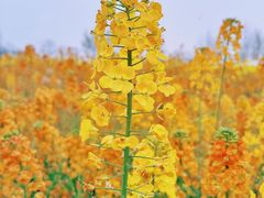 -中国天府农业博览园