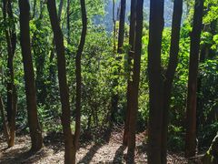 -火炉山森林公园