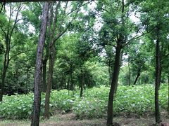 -上海海湾国家森林公园