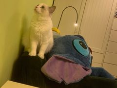 -东方名猫馆·英短金渐层布偶猫舍(环线广场1号楼店)