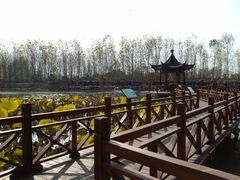 -合肥滨湖国家森林公园