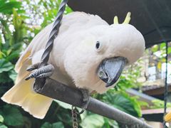 -Warung Babi Guling Ibu Oka 3