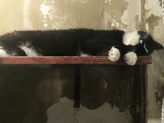 -猫咪博物馆(顶澳仔猫街店)