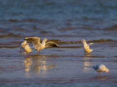 -东戴河风景区-止锚湾