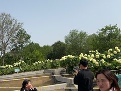-曹州牡丹园