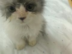 -宠爱国际动物医院· 猫科· 外科·中兽医(长白店)
