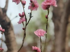 -海棠花溪(元大都城垣遗址公园)