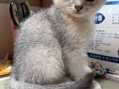 -贝康宠物医院·犬猫全科·小动物特色诊疗中心(东环路店)