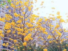 -碧桂园十里银滩