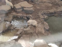-西安曲江海洋极地公园