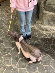 -Zoolung Zoolung动物主题公园(海信广场店)