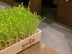 活体豆苗-湊湊火锅·茶憩(打浦桥日月光店)