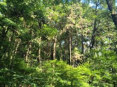 -南山植物园