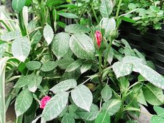 -艾加柒克蛋糕茶歇甜品台(春熙路店)