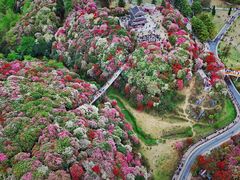 -贵州百里杜鹃风景名胜区