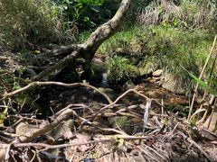 -海南热带雨林国家公园吊罗山景区