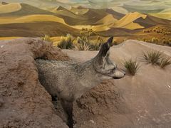 -国家自然博物馆