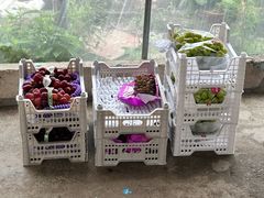 -马陆小张葡萄园农家乐