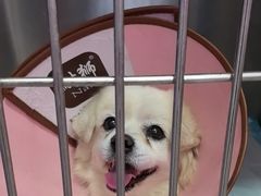 -瑞派福兴宠物医院犬猫全科·骨科·中西医结合(河东店)