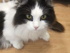 -MOYOYO猫咪咖啡店