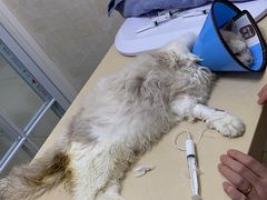 -爱侣宠医·鹦鹉专科·小型哺乳类·异宠专科(灵石路店)