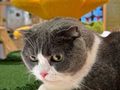 -帕帕拉兹宠物(亚洲旗舰店)