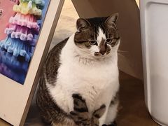 -琥珀川咖啡馆·Amber cafe(百祥路店)