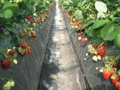 -南汇水蜜桃采摘(大团店)