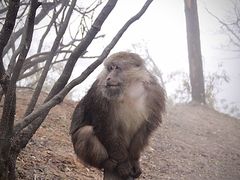 -峨眉山风景名胜区