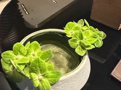 -君悦酒店·大堂酒吧·高空下午茶·暮色微醺
