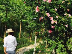 -东台西溪天仙缘景区