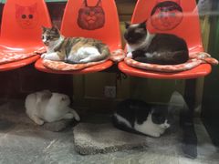 -猫咪博物馆(顶澳仔猫街店)