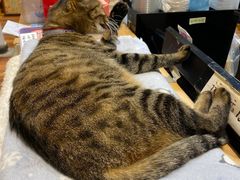 -猫的天空之城概念书店(杭州南宋御街店)