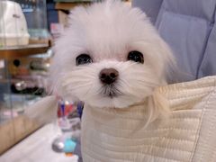 -FAELING PETS美天灵宠物(富力广场店)