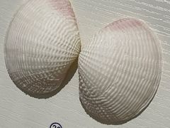 -青岛贝壳博物馆