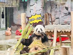 -栾川竹海野生动物园