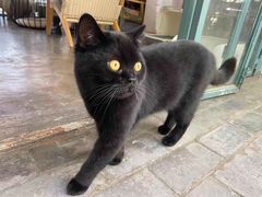 -喵屿·大理花园猫咖