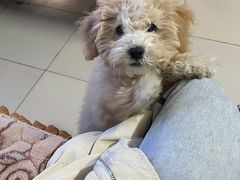 -立德动物医院·24小时中心(番禺区院区)
