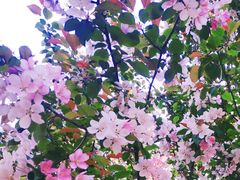 -长白岛森林公园