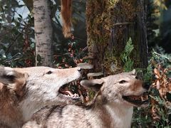 -陕西自然博物馆