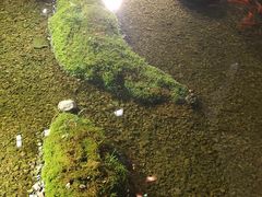 -几荷·恰似故人来(秀水广场店)