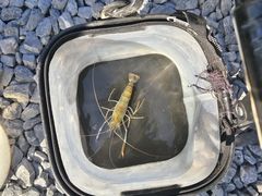 -DGE季风钓虾营地·团建·聚会