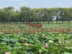 -洪湖生态旅游区