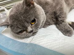 -动物缘宠物医院·骨科·猫科(西二环店)