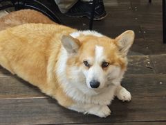 -肥朵食堂(带梦胡同店)